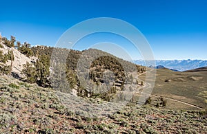 Panorama of Eastern Sierra Mountains from Ancient Bristlcone Pi