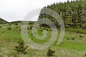 Panorama of ecological path through a green springtime forest