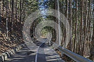 Panorama of ecological path through green winter forest, Lozen mountain, Pancharevo