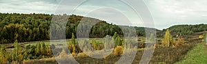 Panorama of edge of forest with planting of young trees