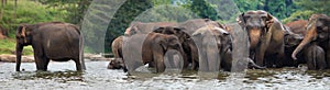 Panorama of elephant herd in water