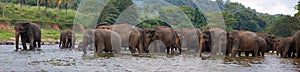 Panorama of elephant herd in water