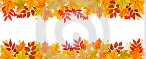 Panorama Fall Autumn Colorful Leaves Background.