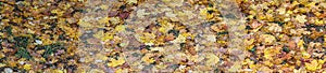 Panorama of fallen orange and yellow autumn leaves on the ground. Nature concept background