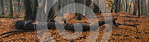 Panorama of fallen tree in autumn forest