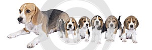 Panorama of a family of beagle dog pups and there mother isolated against white background