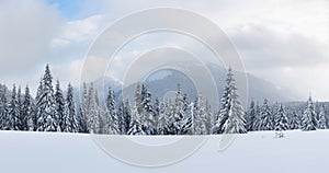 Panorama of fantastic winter landscape with snowy trees