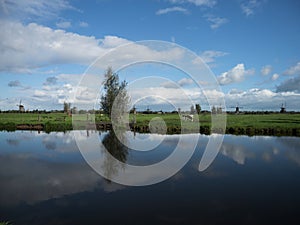 Panorama farmland cow field reflection at old historic Windmills at Kinderdijk Molenlanden South Holland Netherlands