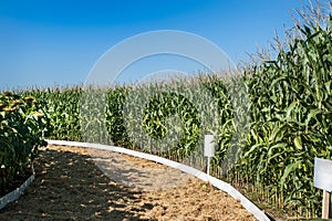 panorama of two circular fields of crops: corn and sunflower