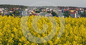 Panorama of field of beautiful spring golden rapeseed flowers against the background of village, rapeseed in Latin Brassica napus,