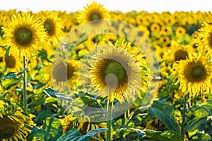 Panorama in field of blooming bright yellow sunflowers in sunny day