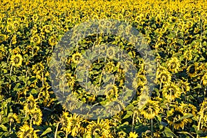 Panorama in field of blooming bright yellow sunflowers in sunny day