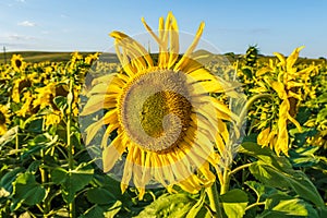 Panorama in field of blooming bright yellow sunflowers in sunny day