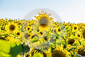 Panorama in field of blooming bright yellow sunflowers in sunny day