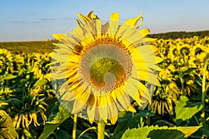 Panorama in field of blooming bright yellow sunflowers in sunny day