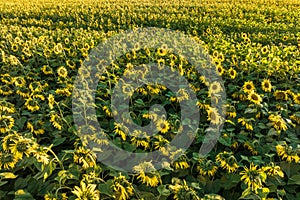 Panorama in field of blooming bright yellow sunflowers in sunny day