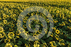 Panorama in field of blooming bright yellow sunflowers in sunny day