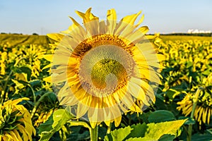Panorama in field of blooming bright yellow sunflowers in sunny day