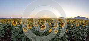 A panorama of a field of blooming sunflowers with distant mountains A panorama of a field of blooming sunflowers with distant