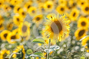 Panorama in field of blooming sunflowers in sunny day