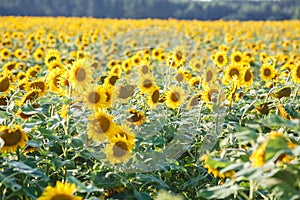 Panorama in field of blooming sunflowers in sunny day