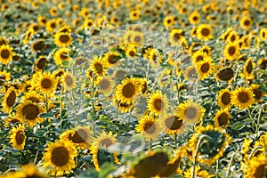 Panorama in field of blooming sunflowers in sunny day