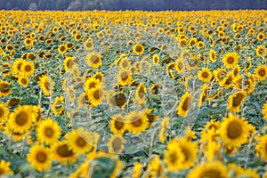 Panorama in field of blooming sunflowers in sunny day