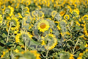 Panorama in field of blooming sunflowers in sunny day