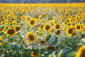 Panorama in field of blooming sunflowers in sunny day