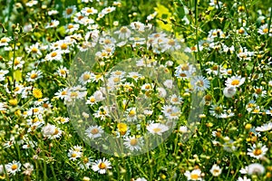 Panorama of a field of daisy flowers. Beautiful landscape view on summer meadow. Germany.