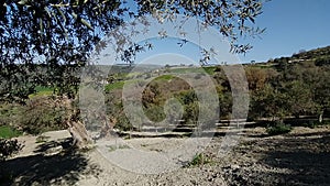 Panorama of a field of olive trees.