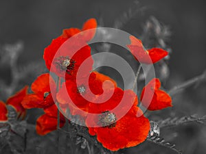 Panorama with field poppies