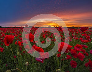 panorama of a field of red poppies