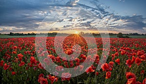 Panorama of a field of red poppies against the background of the evening sky