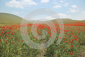 panorama of a field of red poppies with blue sky