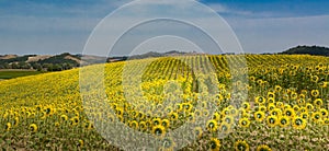 Panorama of field of sunflowers in Tuscany