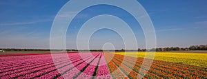 Panorama of a field of tulips in pink, orange and yellow