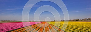 Panorama of a field of tulips in pink, orange and yellow
