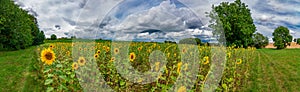 Panorama on fields with sunflowers with a blue sky and white clouds in the background