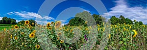 Panorama on fields with sunflowers with a blue sky and white clouds in the background