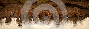 Panorama of fifteen lions lying drinking water