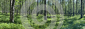 Panorama of first days of summer in a park, long shadows, blue sky, Buds of trees, Trunks of birches, sunny day, green