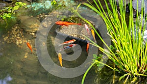 panorama fish swimming in the garden pond