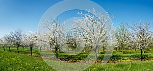 Panorama flourishing orchard