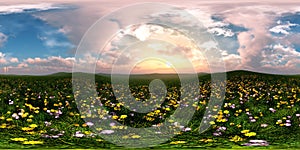 Panorama of a flower meadow, HDRI, environment map photo