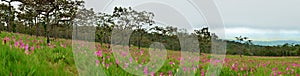 Panorama flower Wild siam tulips blooming in the jungle