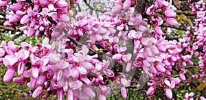 Panorama of flowers Cercis siliquastrum photo