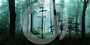 Panorama of foggy forest. Fairy tale spooky looking woods in a m