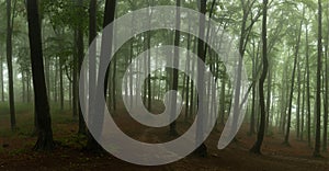 Panorama of foggy forest. Fairy tale spooky looking woods in a m