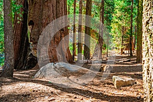 Panorama of the forest with beautiful huge trees and a beautiful natural landscape, Sequoia National Park, USA